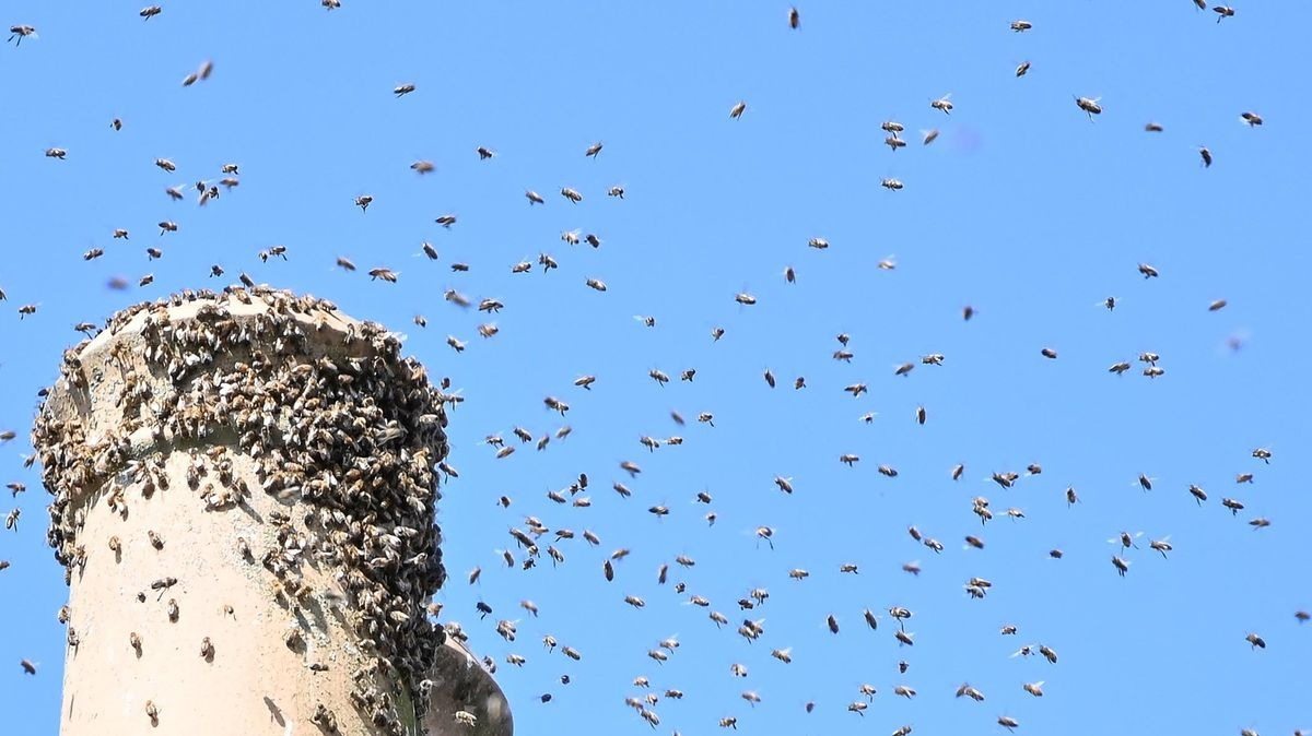 Thousands of bees swarmed a man and refused to fly away