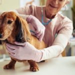 Top Vet Says Most Dog Owners Get This Wrong—Especially With Older Dogs ➤ Buzzday.info