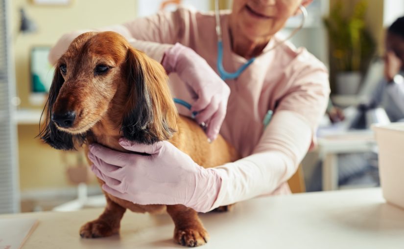Top Vet Says Most Dog Owners Get This Wrong—Especially With Older Dogs ➤ Buzzday.info