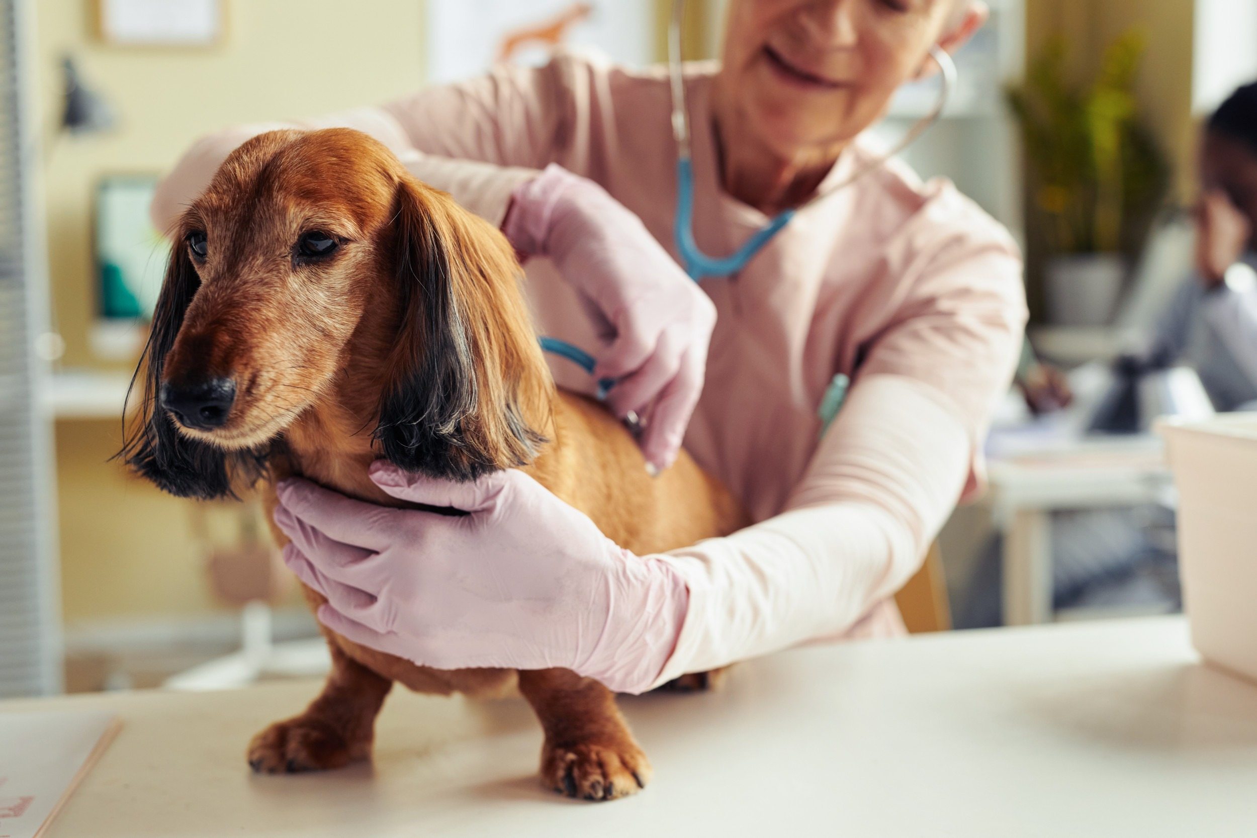 Top Vet Says Most Dog Owners Get This Wrong—Especially With Older Dogs ➤ Buzzday.info