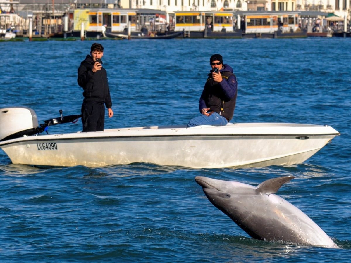 A dolphin persistently pursued the boat until the crew realized what it was trying to do