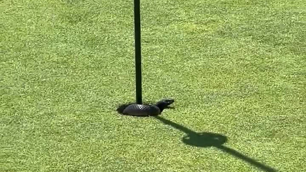 A video from Australia shows a venomous snake leaping out of the hole on the second green, stunning golfers