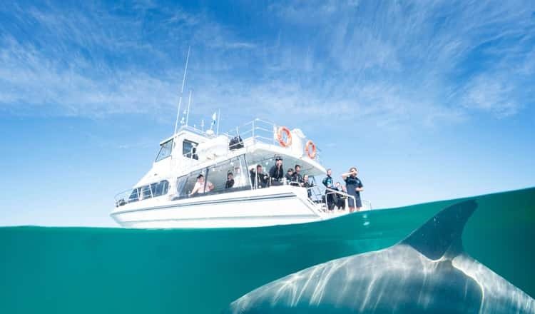 A dolphin persistently pursued the boat until the crew realized what it was trying to do
