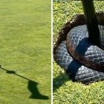 A video from Australia shows a venomous snake leaping out of the hole on the second green, stunning golfers ➤ Buzzday.info