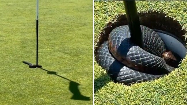 A video from Australia shows a venomous snake leaping out of the hole on the second green, stunning golfers ➤ Buzzday.info