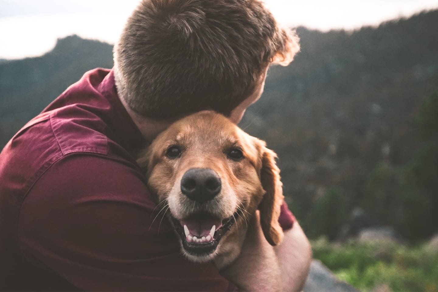 Loyal Dog Refuses To Leave Her Injured Owner’s Side