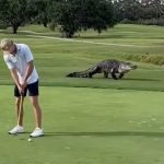 Video shows a monster alligator harassing golfers on a golf course in Georgia ➤ Buzzday.info
