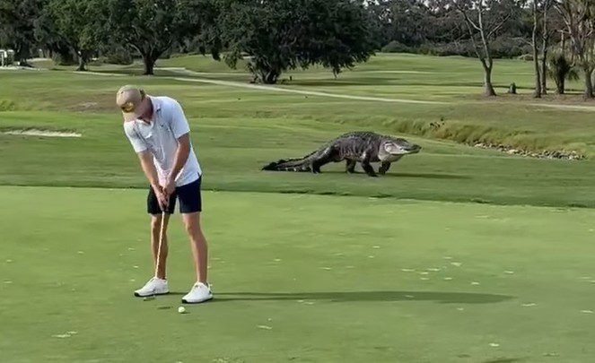 Na nagraniu widać potwornego aligatora nękającego golfistów na polu golfowym w Georgii ➤ Buzzday.info