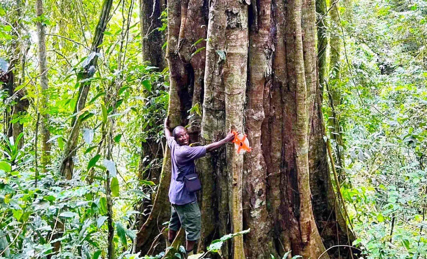 A man entered a giant tree and discovered a secret that forever changed his outlook on life