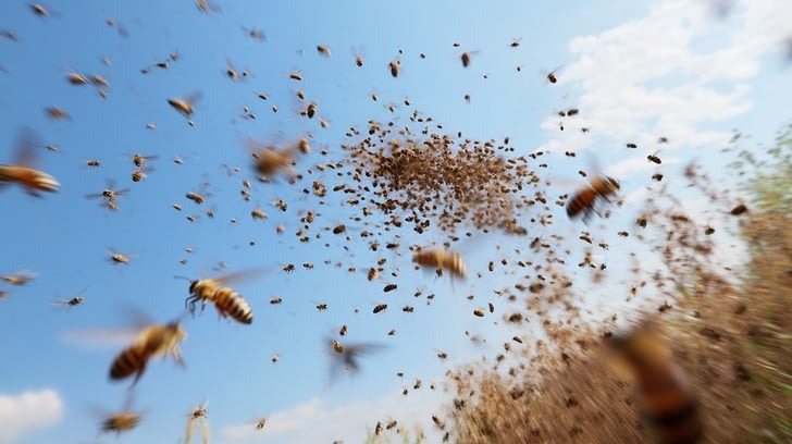 Thousands of bees swarmed a man and refused to fly away