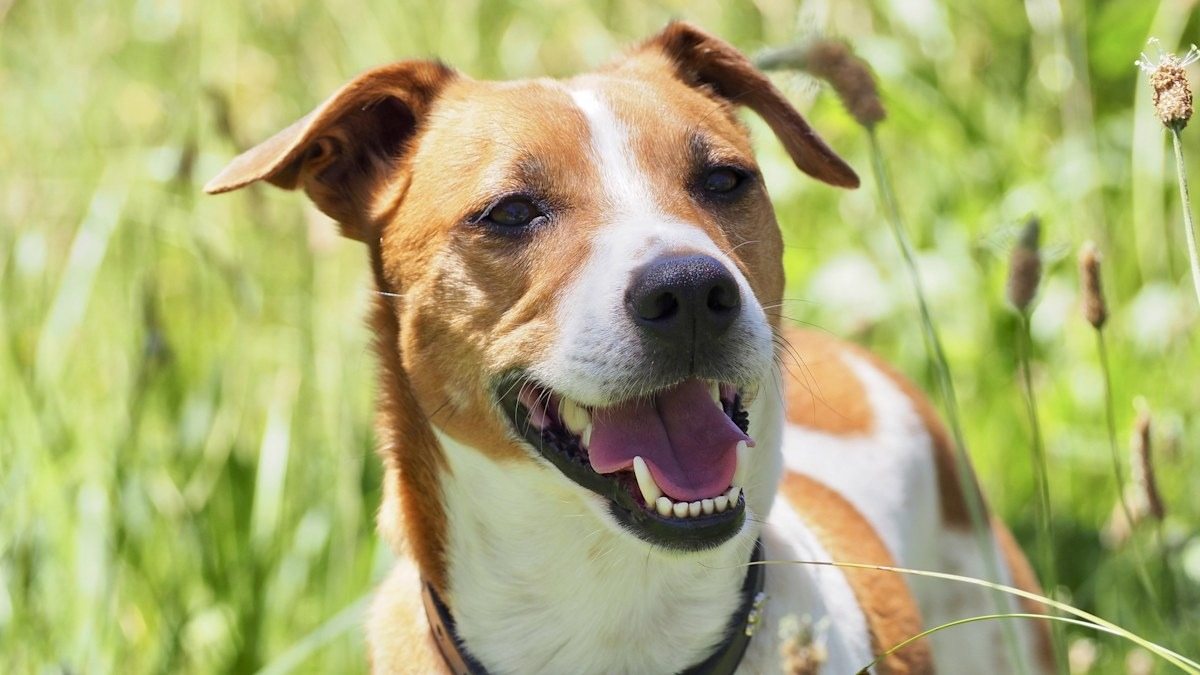 Top Vet Says Most Dog Owners Get This Wrong—Especially With Older Dogs