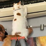 “Cats Work Hard”: 10 Adorable Photos of Working Cats ➤ Buzzday.info