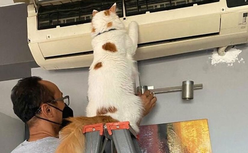 “Cats Work Hard”: 10 Adorable Photos of Working Cats ➤ Buzzday.info