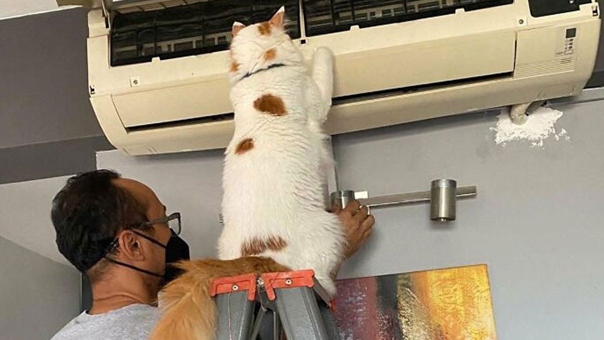 “Cats Work Hard”: 10 Adorable Photos of Working Cats ➤ Buzzday.info