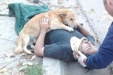 Loyal Dog Refuses To Leave Her Injured Owner’s Side ➤ Buzzday.info