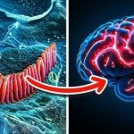 Scientists: Brain Scan Uncovers The Real Root Cause of Tinnitus (Ear Ringing) ➤ Buzzday.info