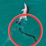 A dolphin persistently pursued the boat until the crew realized what it was trying to do ➤ Buzzday.info
