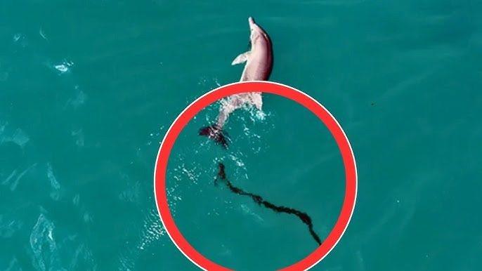 A dolphin persistently pursued the boat until the crew realized what it was trying to do ➤ Buzzday.info