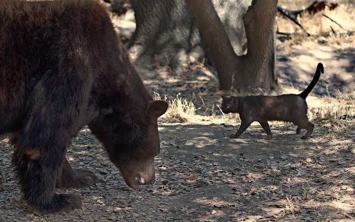An unusual friendship: a stray cat takes up residence with a bear at the zoo