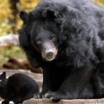 An unusual friendship: a stray cat takes up residence with a bear at the zoo ➤ Buzzday.info
