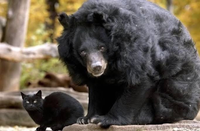 An unusual friendship: a stray cat takes up residence with a bear at the zoo ➤ Buzzday.info