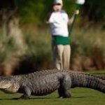 Un videoclip arată un aligator monstru hărțuind jucători de golf pe un teren de golf din Georgia ➤ Buzzday.info