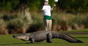 Un videoclip arată un aligator monstru hărțuind jucători de golf pe un teren de golf din Georgia ➤ Buzzday.info