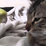 Pisicile nu au NIMIC la această pasăre sinistră, așa cum o pisicuță este pe cale să afle ➤ Buzzday.info