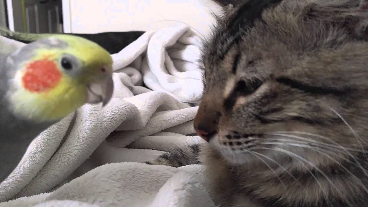 Cats have NOTHING on this sinister bird, as one kitty is about to find out
