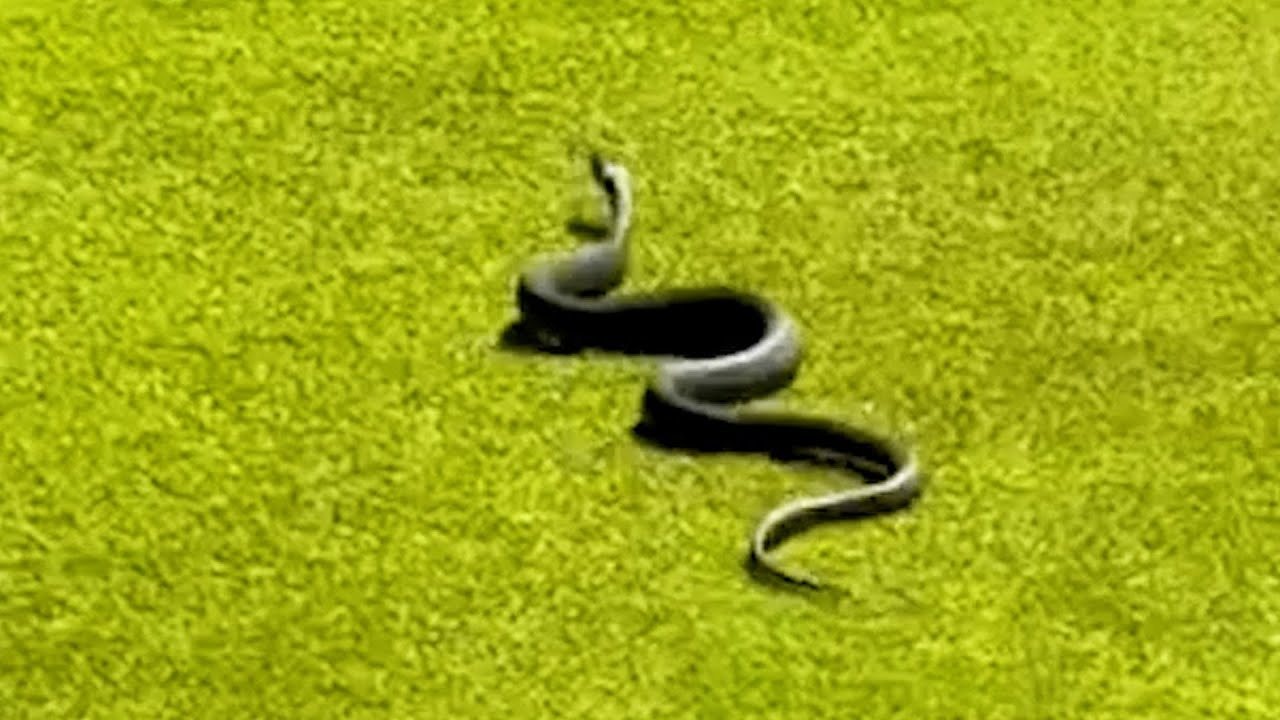 A video from Australia shows a venomous snake leaping out of the hole on the second green, stunning golfers