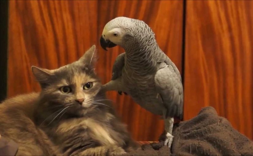 Cats have NOTHING on this sinister bird, as one kitty is about to find out ➤ Buzzday.info