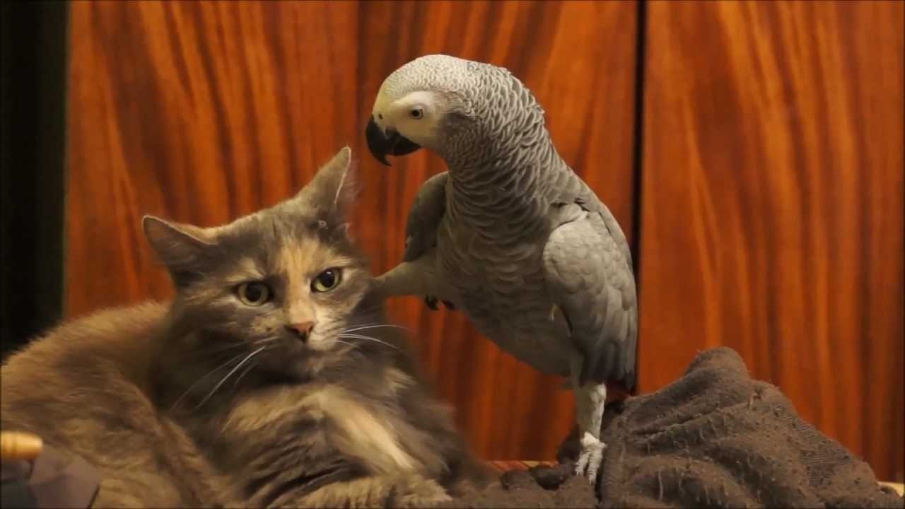 Cats have NOTHING on this sinister bird, as one kitty is about to find out ➤ Buzzday.info