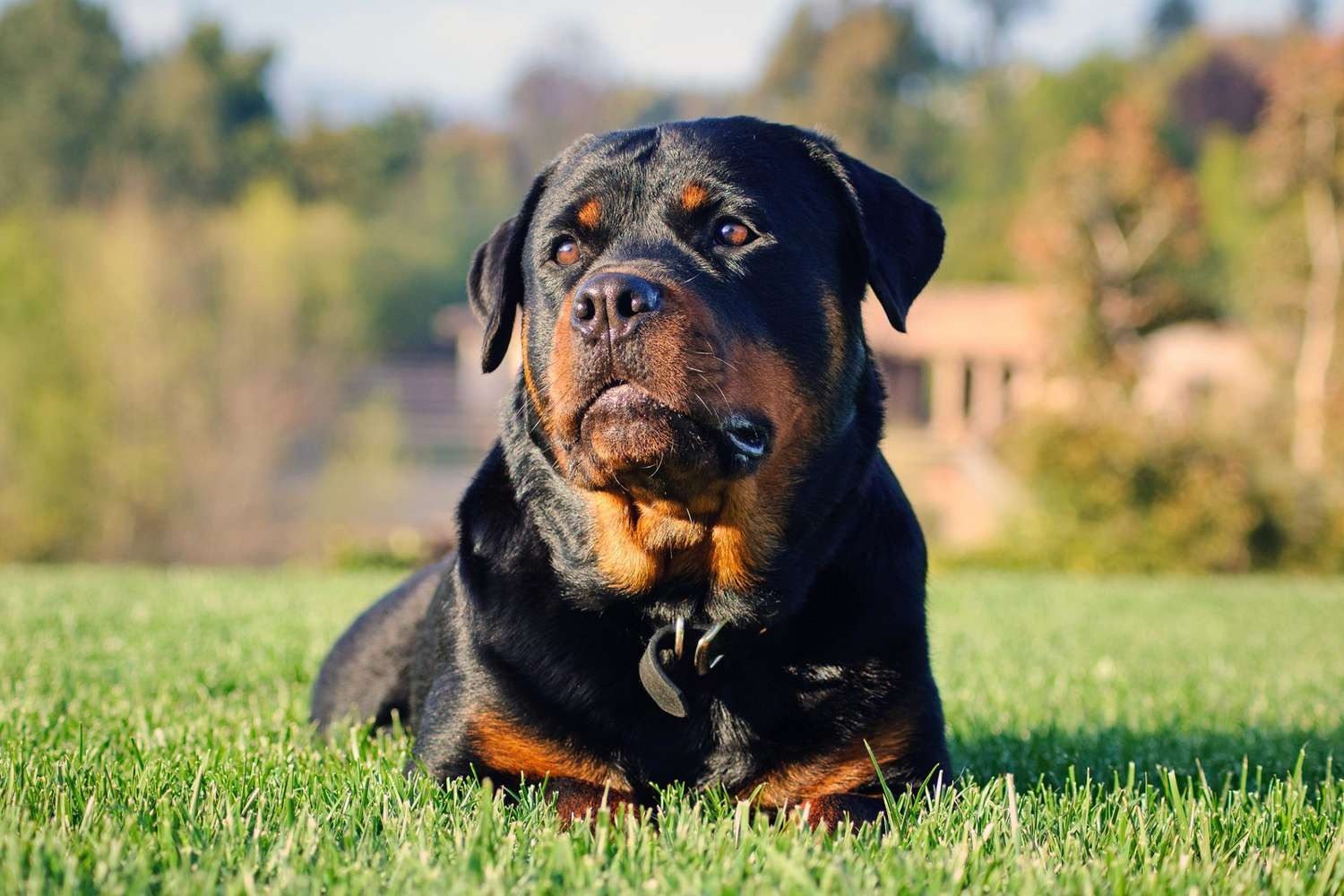 Loyal Dog Refuses To Leave Her Injured Owner’s Side
