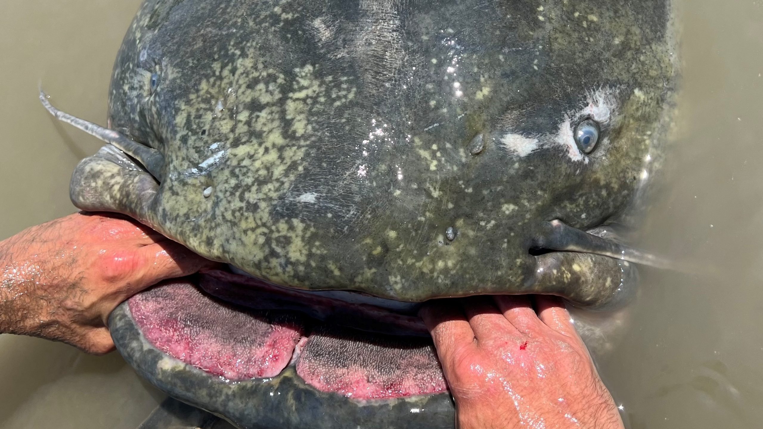 Gigantic, 9.4-foot-long catfish is the largest ever caught
