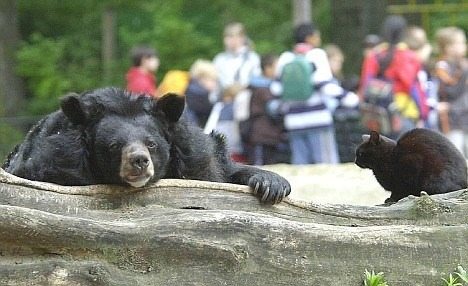 An unusual friendship: a stray cat takes up residence with a bear at the zoo