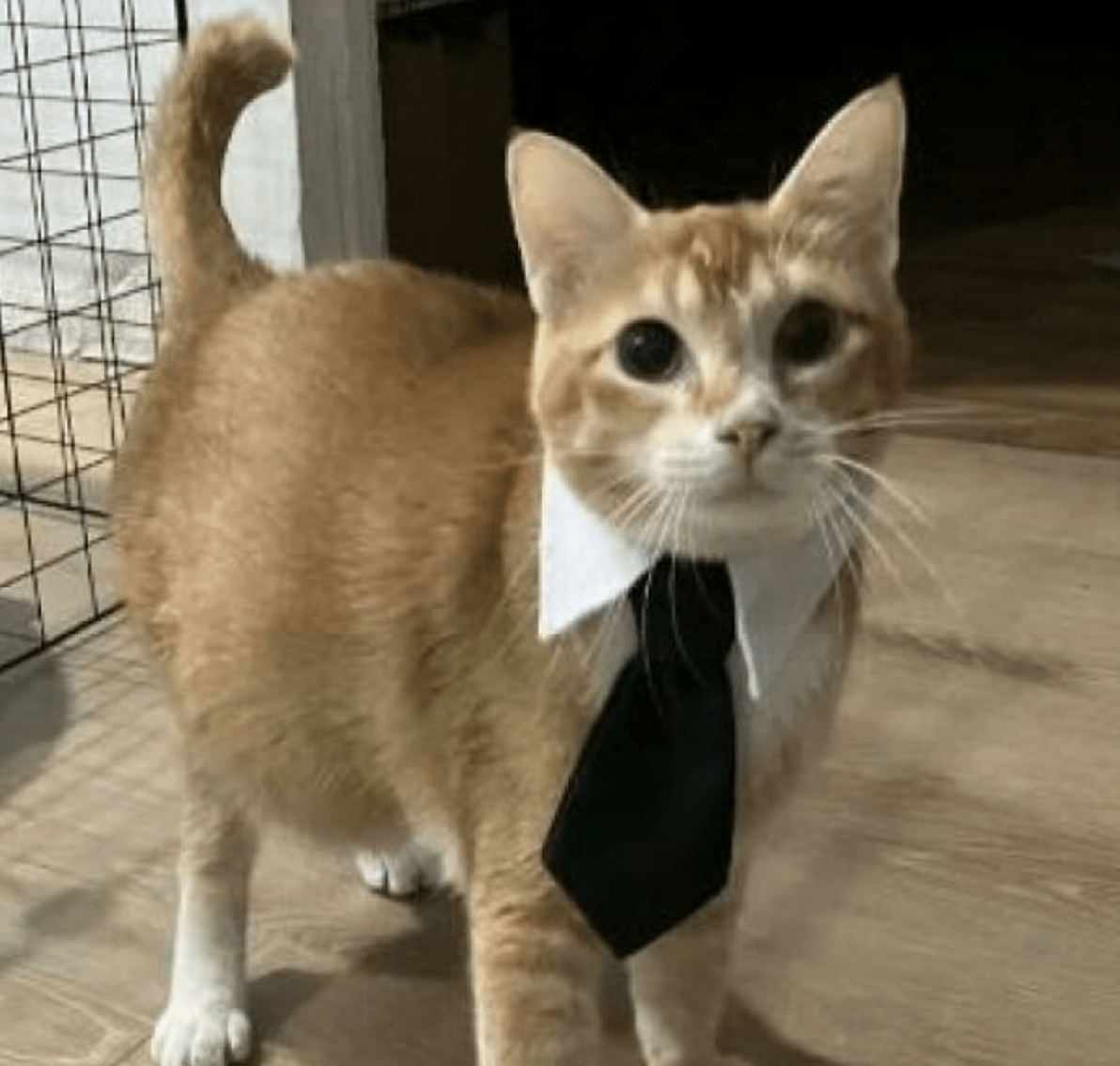 “Cats Work Hard”: 10 Adorable Photos of Working Cats