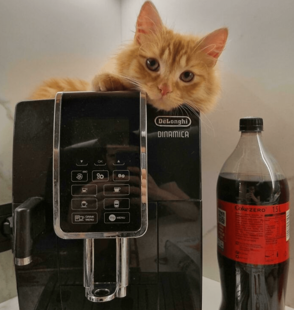 “Cats Work Hard”: 10 Adorable Photos of Working Cats