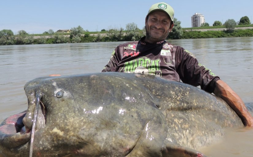 Gigantic, 9.4-foot-long catfish is the largest ever caught ➤ Buzzday.info