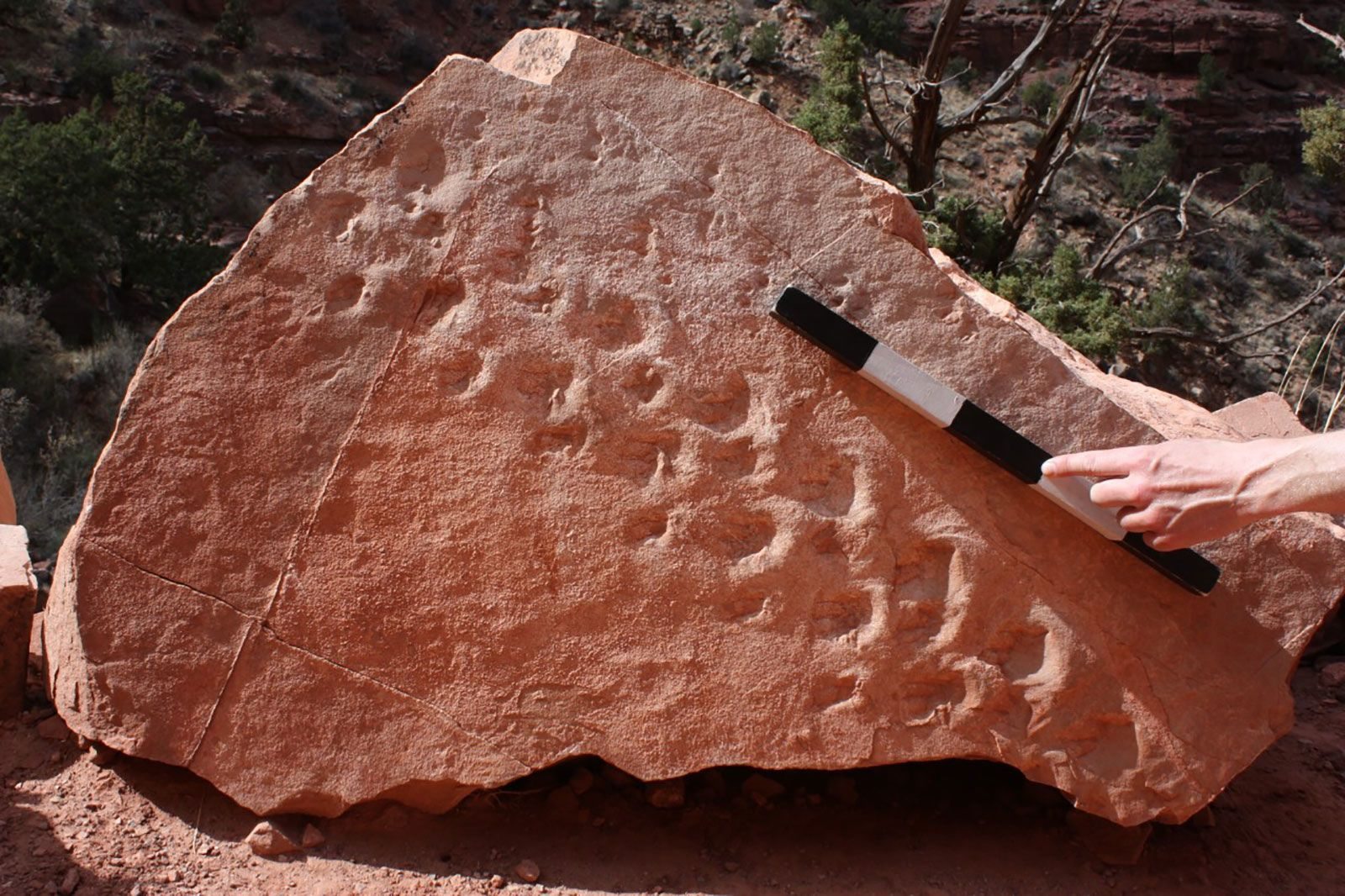 Una valanga nel Grand Canyon ha rivelato le impronte di una creatura vissuta 313 milioni di anni fa