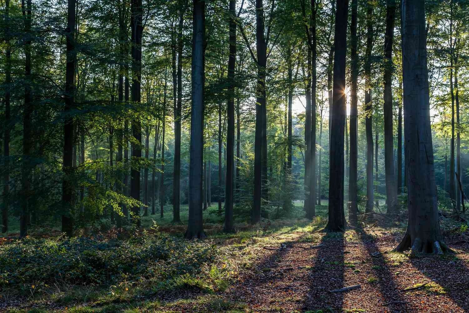 Jej kociak został porwany przez coś czającego się w lesie – sąsiedzi nie mieli pojęcia, że ​​stanowi to dla nich zagrożenie