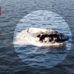 Ils l’ont prise pour un étrange objet flottant dans l’eau, mais cette découverte a failli leur coûter la vie ➤ Buzzday.info