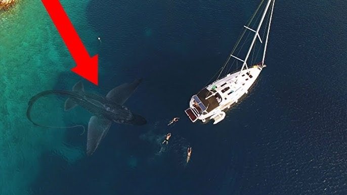 The fishermen whose boats had capsized after colliding with the mysterious sea creature were speechless