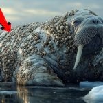 Myślał, że jest sam na lodzie, dopóki nie pojawił się gigantyczny mors ➤ Buzzday.info
