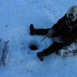 He thought he was alone on the ice until a giant walrus appeared ➤ Buzzday.info