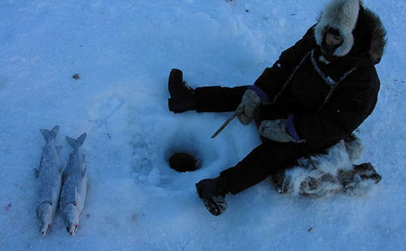 He thought he was alone on the ice until a giant walrus appeared ➤ Buzzday.info
