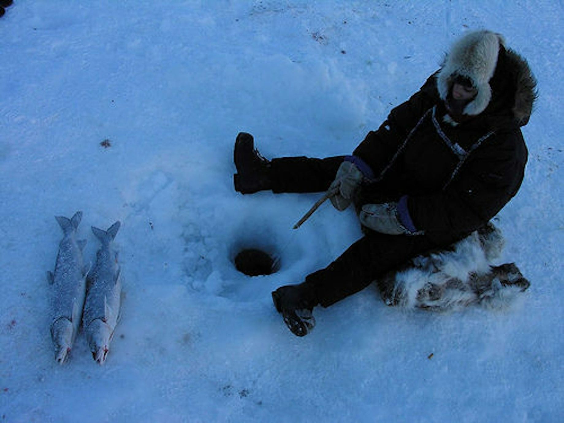 He thought he was alone on the ice until a giant walrus appeared ➤ Buzzday.info