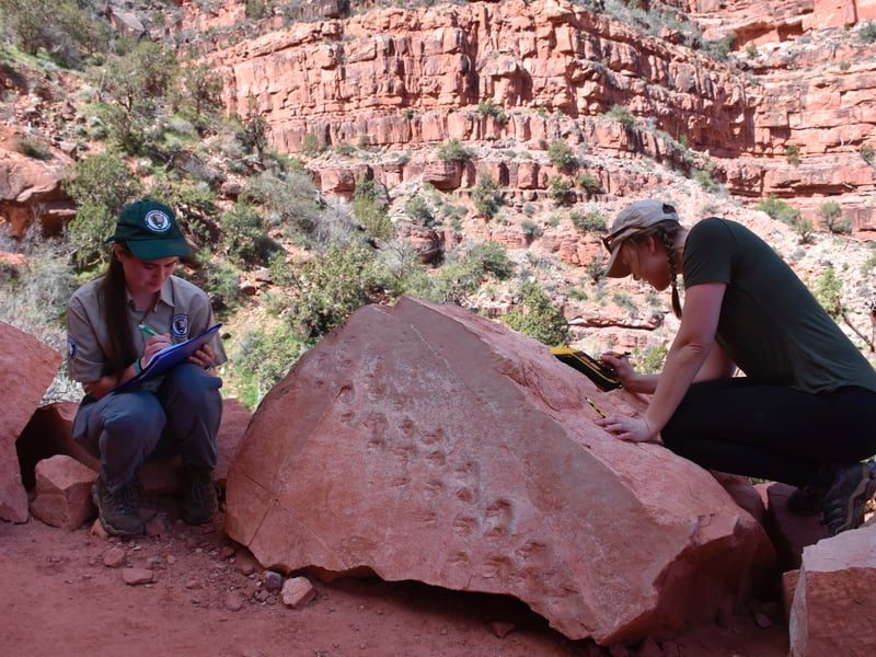 Una valanga nel Grand Canyon ha rivelato le impronte di una creatura vissuta 313 milioni di anni fa