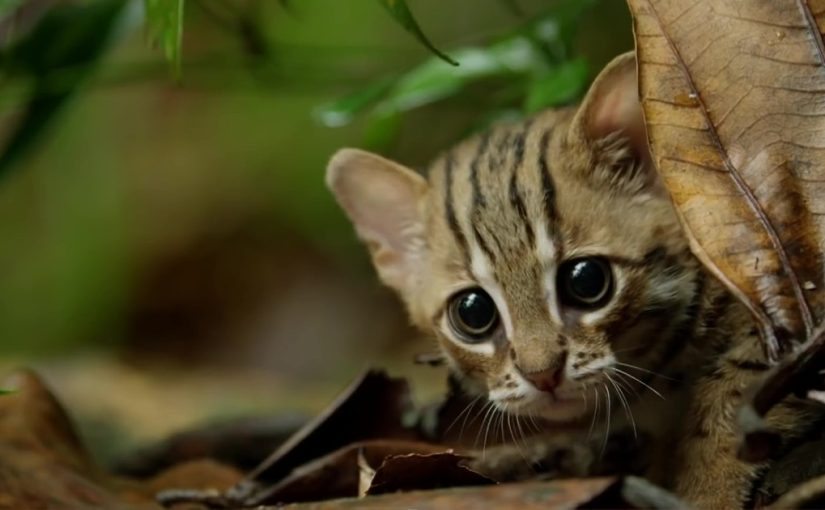 Her kitten was being kidnapped by something lurking in the woods—the neighbors had no idea it posed a danger to them all ➤ Buzzday.info