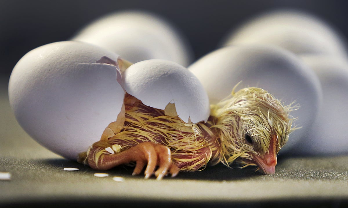 She thought her hen had laid this tiny egg, but what hatched from it amazed her