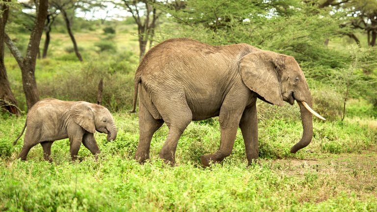 An elephant refuses to leave a tree—when a ranger climbed up and saw THIS, he called the police